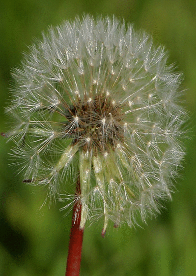 Fleur Taraxacum